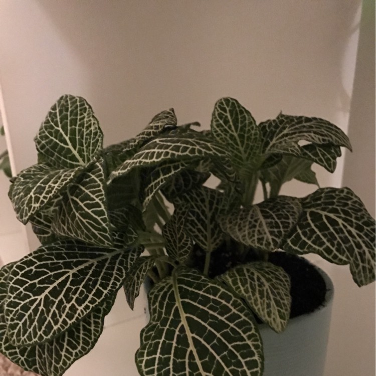 plant image 310506