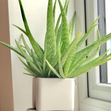 Aloe