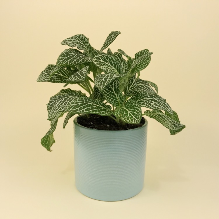 Plant image Fittonia argyroneura 'White Anne'