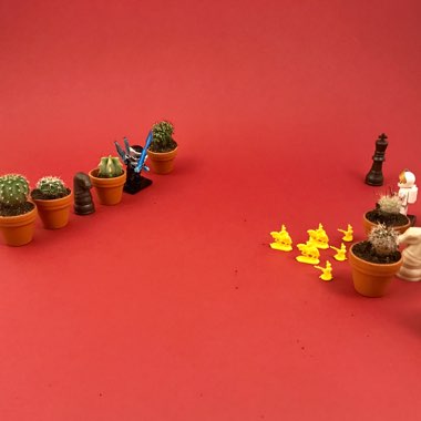 Callum's garden