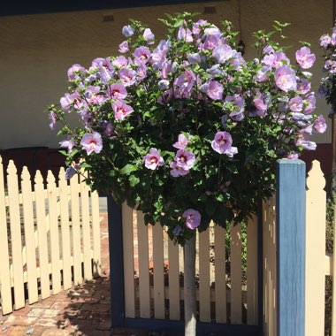 Hibiscus syriacus