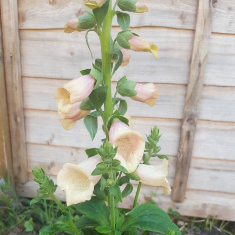 plant image 398757