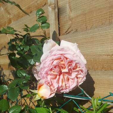 Cambell's garden