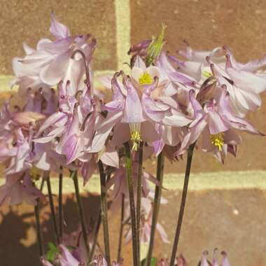 Cambell's garden