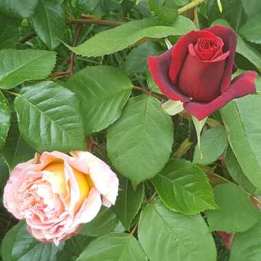 Cambell's garden