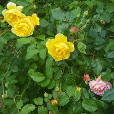 Cambell's garden