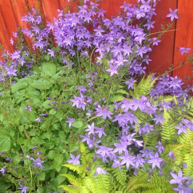 Bellflower