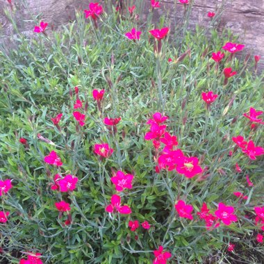 Caneron's garden