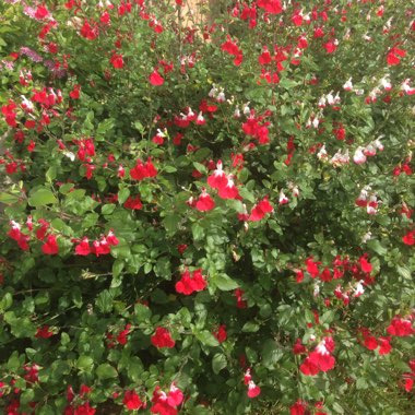 Caneron's garden