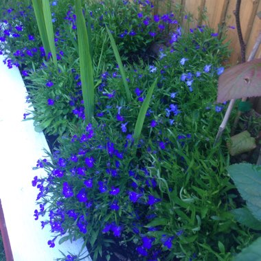 Caneron's garden
