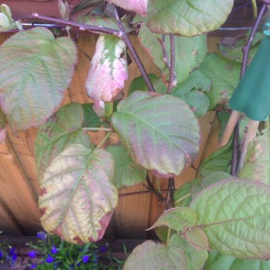 Caneron's garden