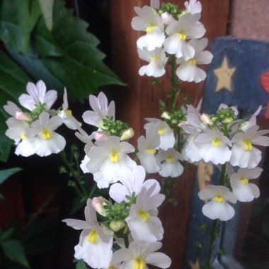 Caneron's garden