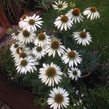 Caneron's garden