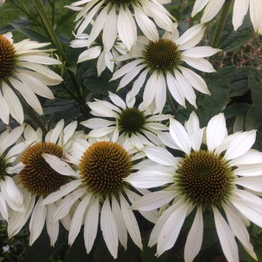 Caneron's garden