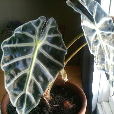 Alocasia x amazonica