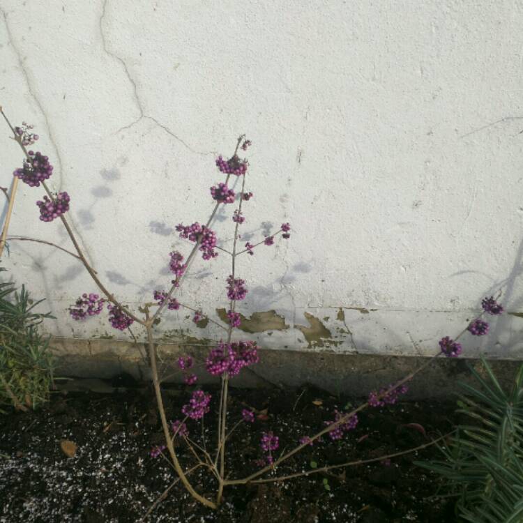 Plant image Prunus domestica var. damascena Prune Damson
