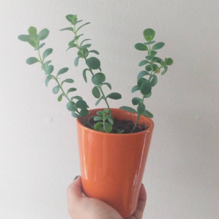 plant image 861796 plant image 861796