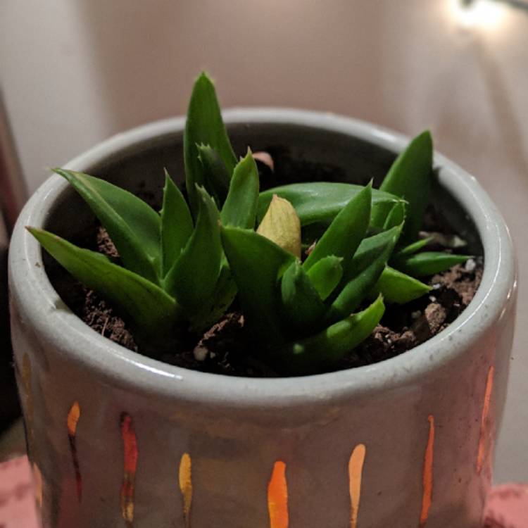 plant image 901879