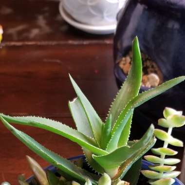Aloe Ciliaris