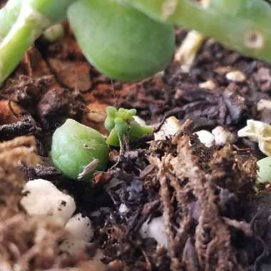 Sedum Burrito