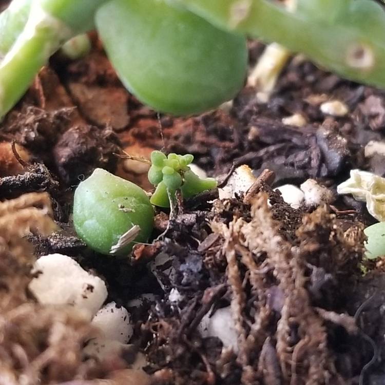 plant image 1245892