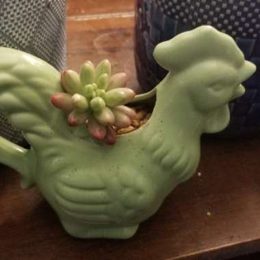Sedum Rubrotinctum