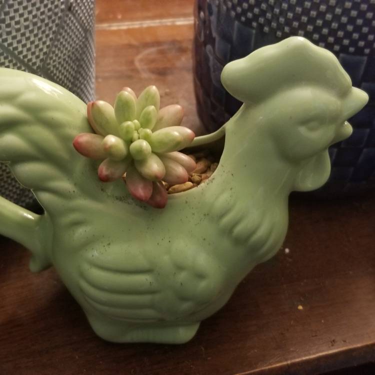 plant image 1247146