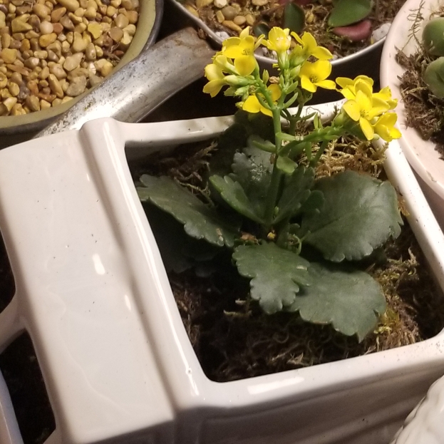 plant image 1247151