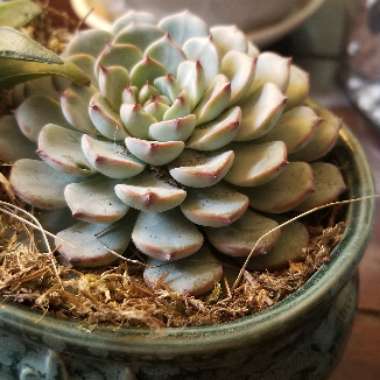 Echeveria