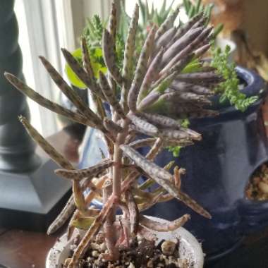 Bryophyllum Delagoense