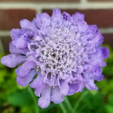 Scabiosa columbaria 'Blue Note'