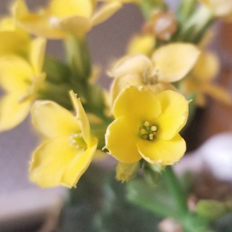 Plant image Kalanchoe Blossfeldiana 'Yellow'