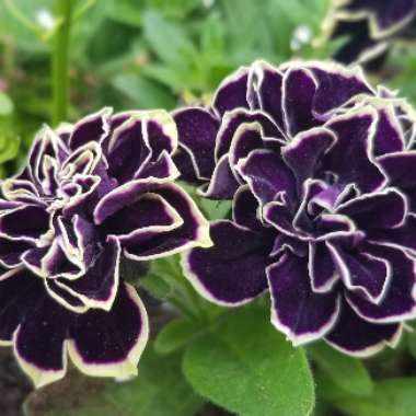 Petunia 'Midnight Gold'