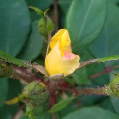 Rosa 'Radtko' syn. Rosa 'Double Knock Out'