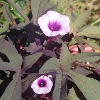 Ipomoea batatas 'Blackie'