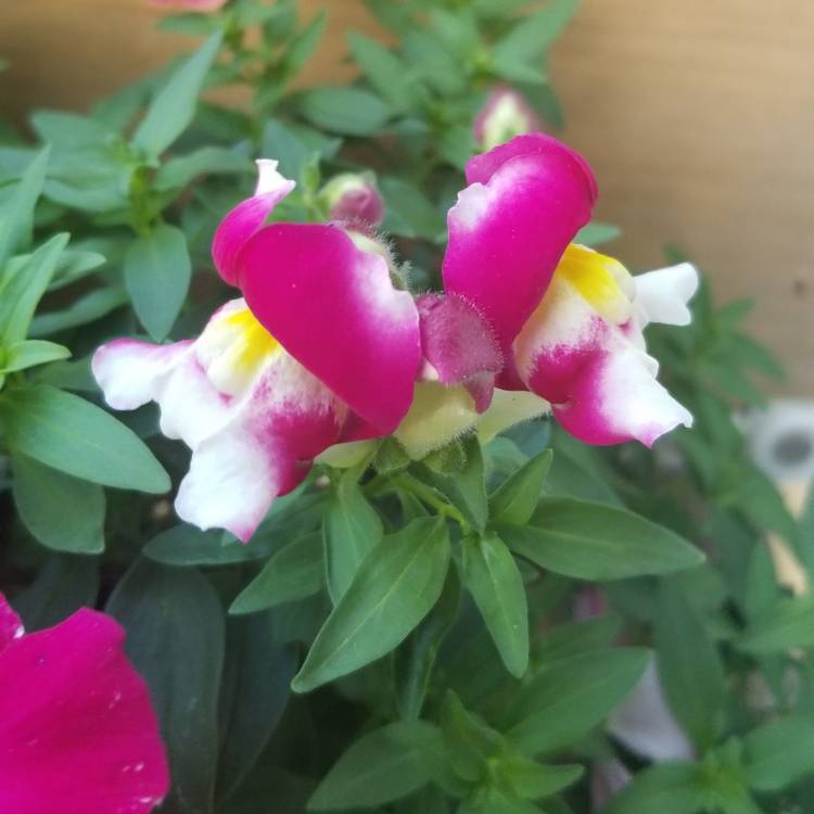 plant image 1332644