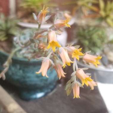 Echeveria