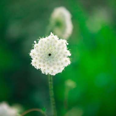 Ammi majus
