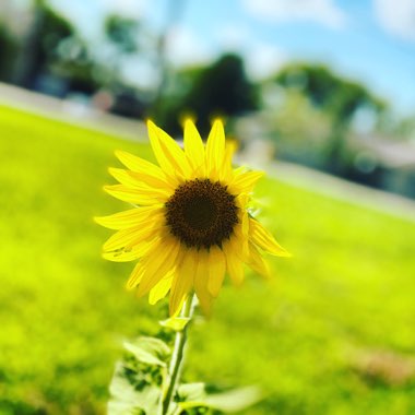 Helianthus annuus