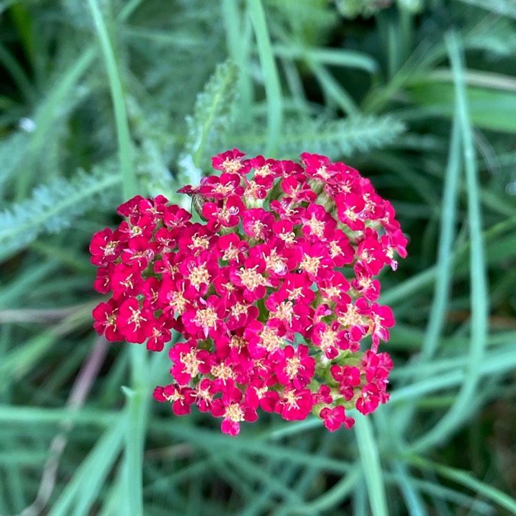 plant image 1357352