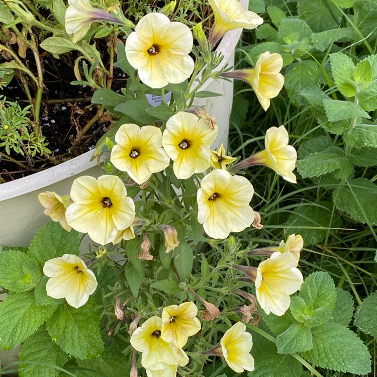 plant image 1357353 plant image 1357353