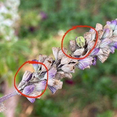 Salvia