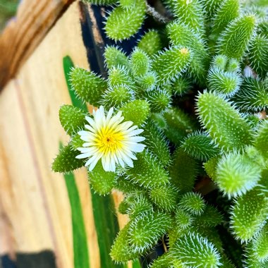 Delosperma echinatum syn. Delosperma pruinosum