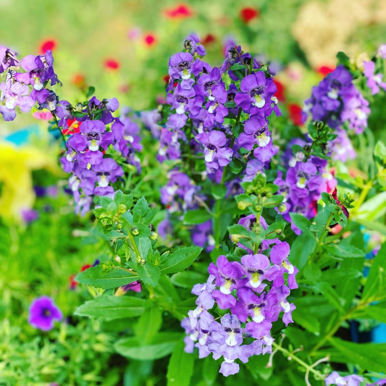 plant image 1360162