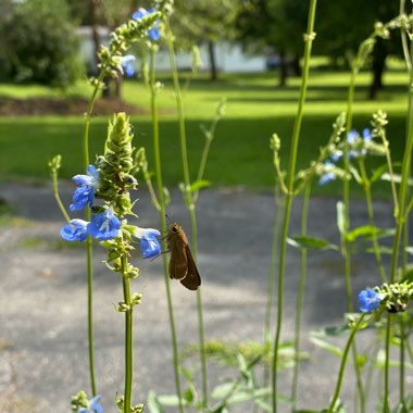 Salvia uliginosa
