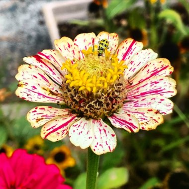 Zinnia elegans