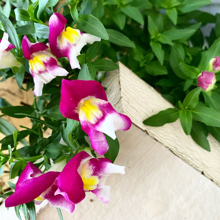 Plant image Antirrhinum majus 'PAS951110' (Snapshot Series) syn. Antirrhinum majus 'Snapshot Sunset'