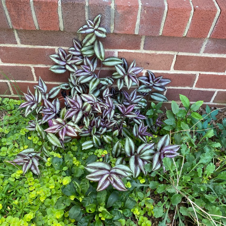 Plant image Tradescantia fluminensis 'Variegata'