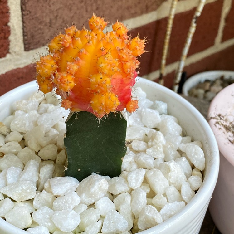 plant image 1392075