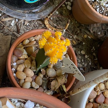 Gymnocalycium mihanovichii (Graft)